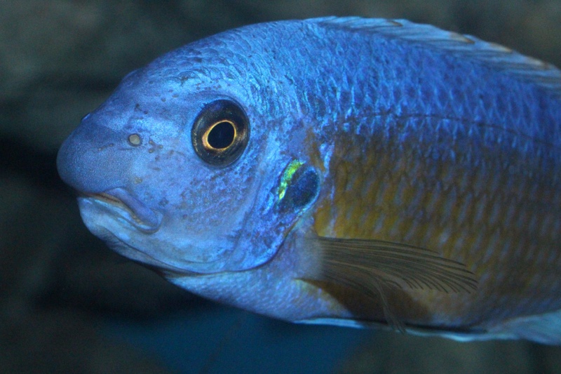 Labeotropheus fuelleborni 'Katale Island'